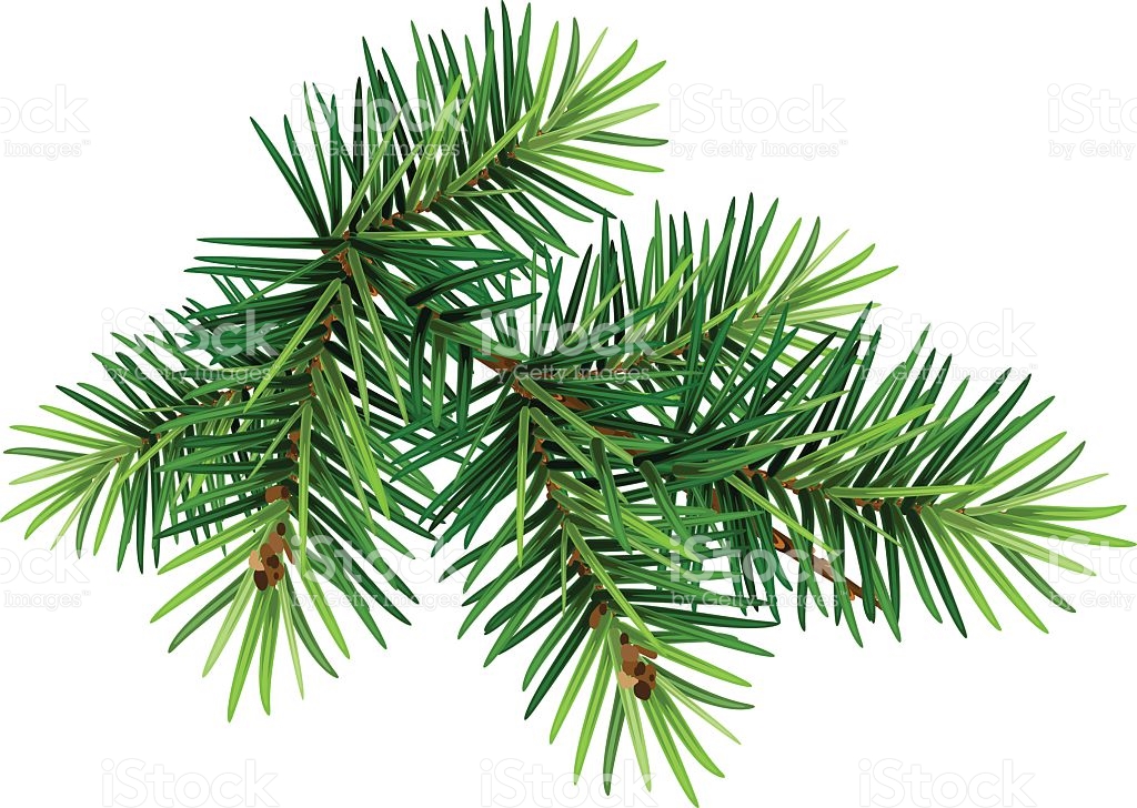Pine Tree Branch Clipart 1024x728 Pine Tree Branch Clipart