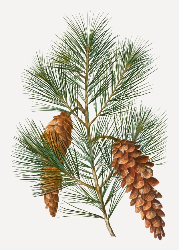 Pine Vectors, Photos And Free Download 626x877 Pine Vectors, Photos And Free Download