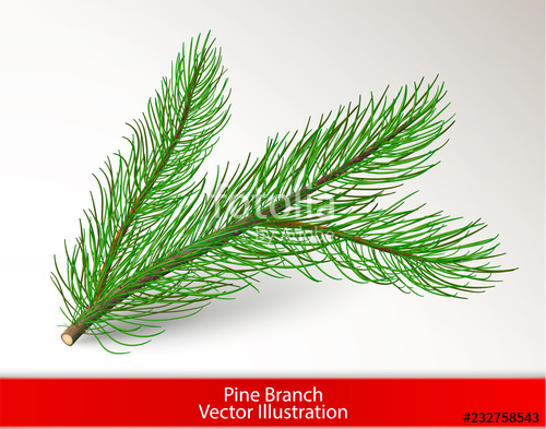 Realistic Green Pine Tree Branch Isolated On White Background 500x393 Realistic Green Pine Tree Branch Isolated On White Background