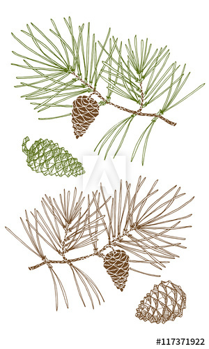 Spruce Branch With Cones Hand Drawing, Sketch, Pine Branch, Pine 300x500 Spruce Branch With Cones Hand Drawing, Sketch, Pine Branch, Pine
