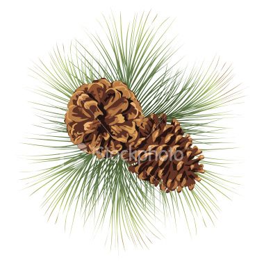 Two Pine Cones And Pine Needles Pine Branches Twig With Pinecones 380x380 Two Pine Cones And Pine Needles Pine Branches Twig With Pinecones