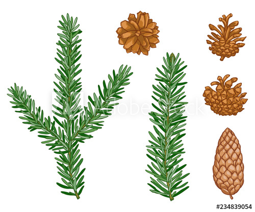 Vector Winter Evergreen Pine Tree Set Forest Pine Needles, Pine 500x417 Vector Winter Evergreen Pine Tree Set Forest Pine Needles, Pine