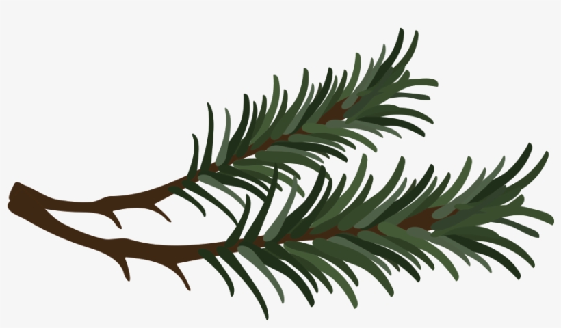 Branch Vector Pine Needle 820x480 Branch Vector Pine Needle