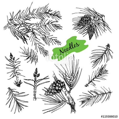 Collection With Pine Needles Stock Image And Royalty Free Vector 500x500 Collection With Pine Needles Stock Image And Royalty Free Vector
