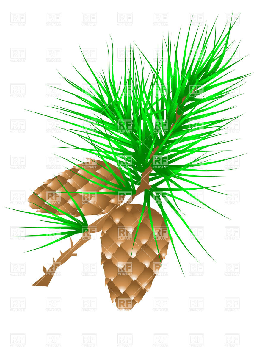 Fir Cones On Spruce Branch Vector Image Of Plants And Animals 854x1200 Fir Cones On Spruce Branch Vector Image Of Plants And Animals