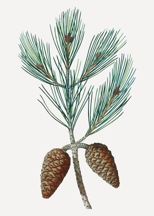 Pine Tree Sketch at Explore collection of Pine