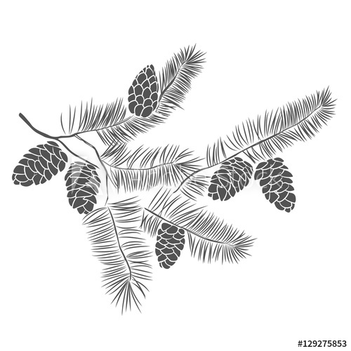 500x500 Hand Drawn Pine Tree Branch