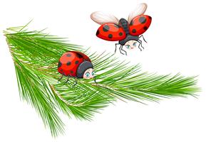 289x200 Pine Branch Free Vector Art