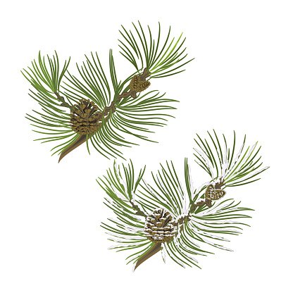 416x416 Pine Tree Branch With Pine Cones With Snow Vector Premium Clipart
