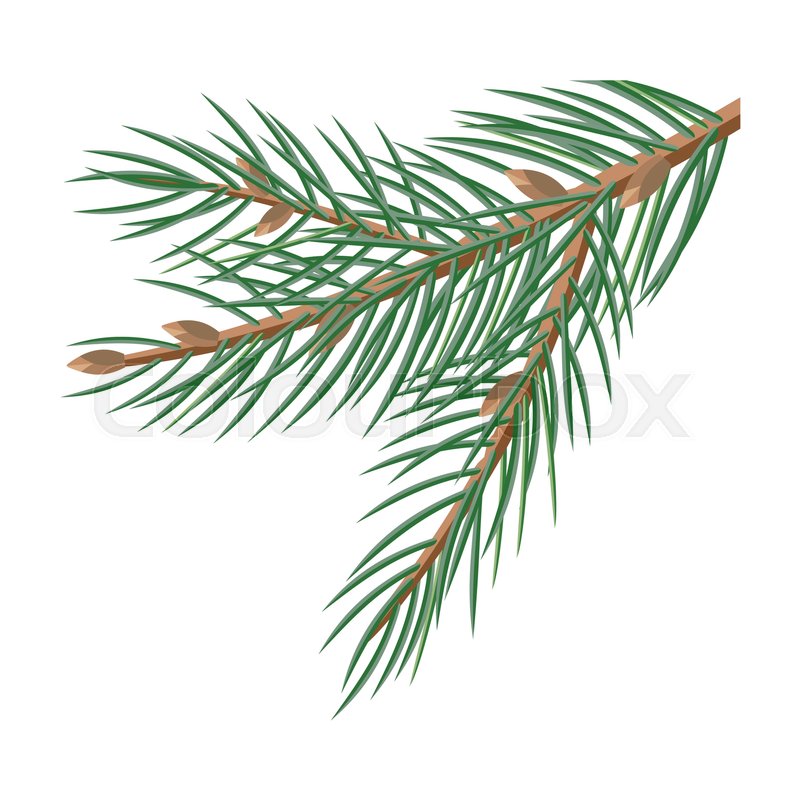 800x800 Pine Tree Branches With Cones For Stock Vector Colourbox