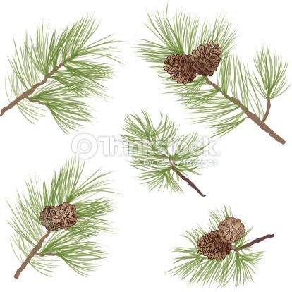 414x414 Pine Tree Sprigs Isolated Over White Background Pinecone