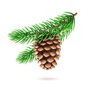 300x300 Realistic Pine Cone At Fir Tree Branch Vector Wallkeeper
