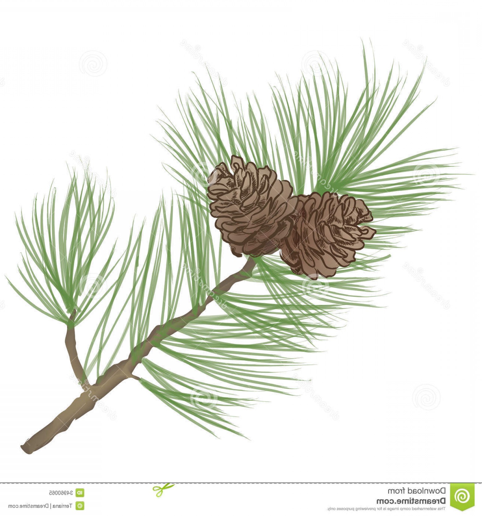 1560x1668 Royalty Free Stock Photo Pinecone Branch Collection Pine Tree