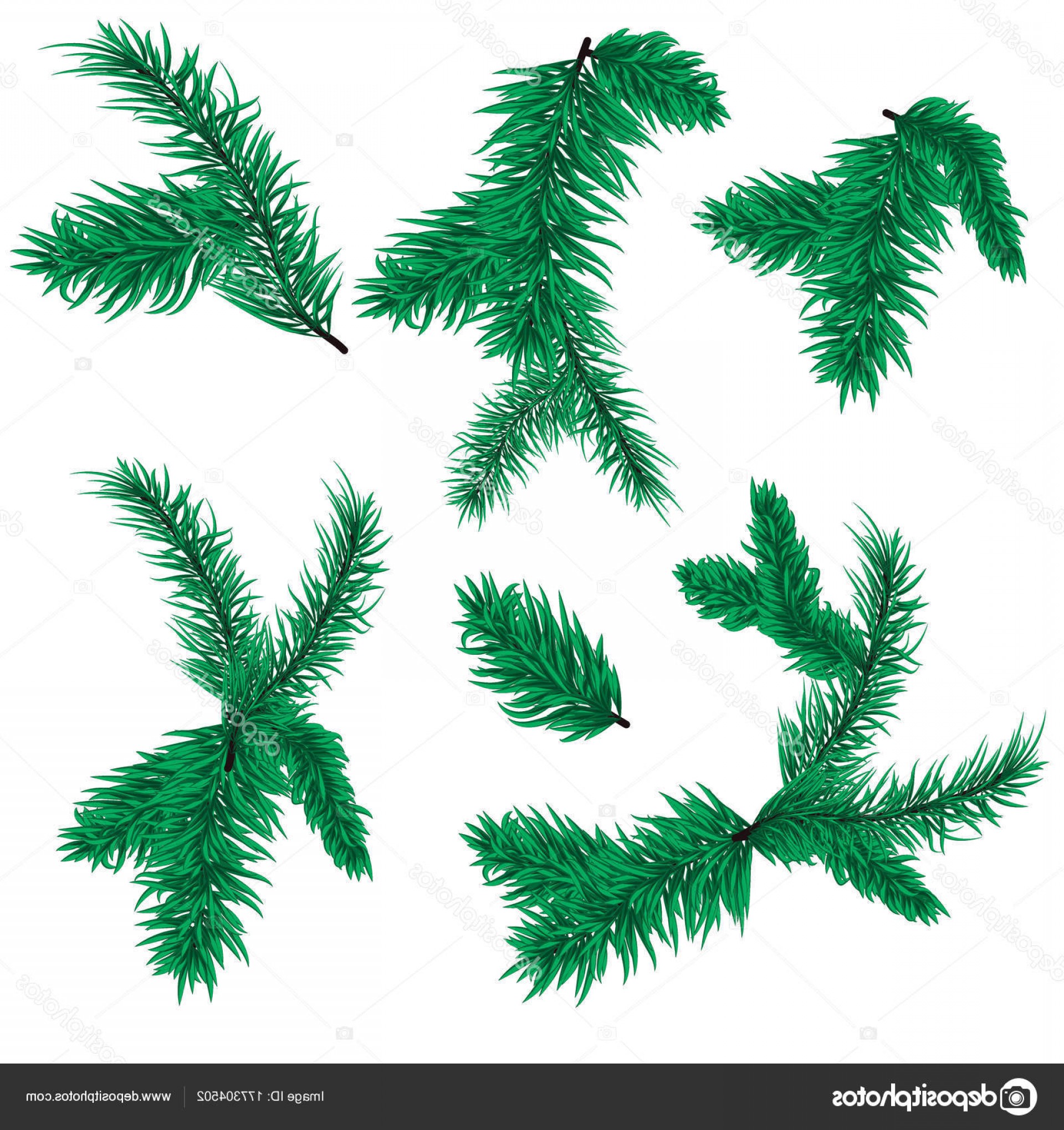 1920x2040 Stock Illustration Fir Tree Branch Vector Christmas Soidergi
