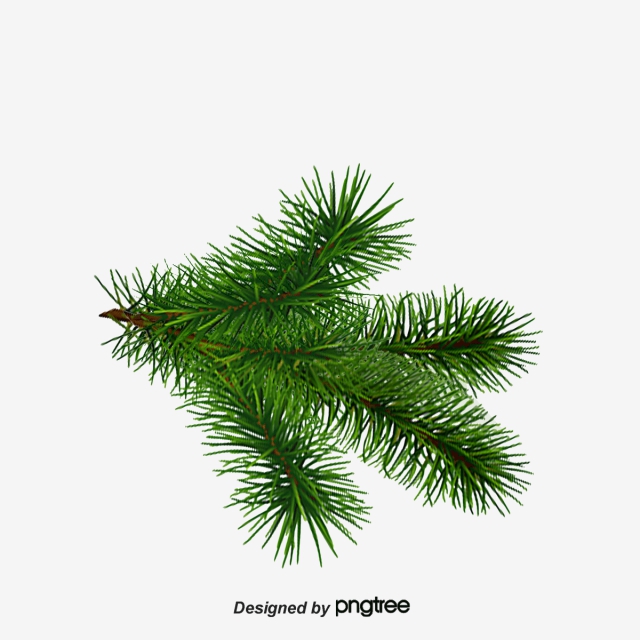 640x640 Tree Branch Png Images