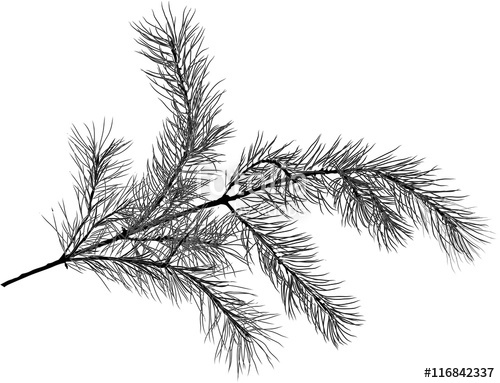 500x383 Black Pine Tree Branch Sketch Isolated Illustration Stock Image