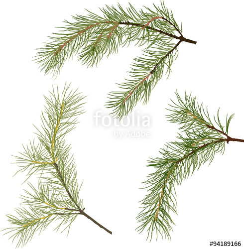 490x500 Three Pine Tree Green Branches Isolated Illustration Stock Image