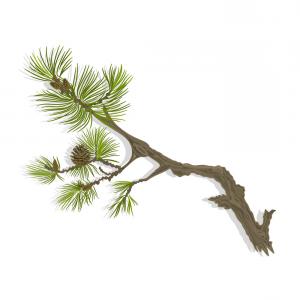 300x300 Branch Of Christmas Tree Mountain Pine Branch Vector Wallkeeper
