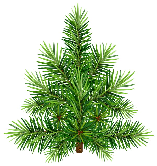 600x632 Christmas Fir Tree Branch Illustration Vector Free