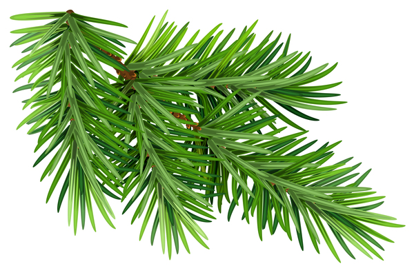 600x399 Christmas Fir Tree Branch Illustration Vector Free Download