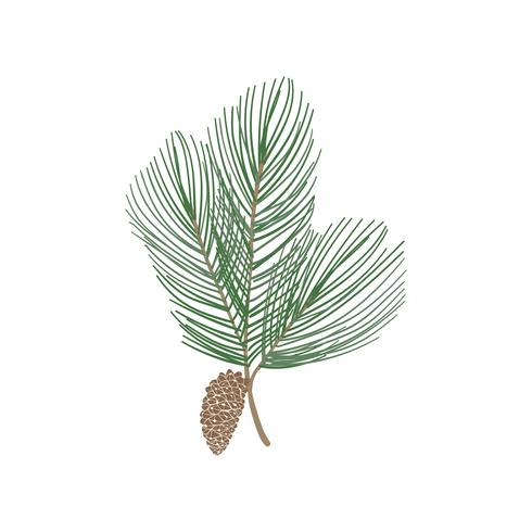 490x490 Fir Tree Branch With A Pine Cone Vector