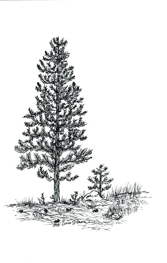 Pine Tree Line Vector at Vectorified.com | Collection of Pine Tree Line ...