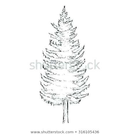 Pine Tree Drawings 450x470 Pine Tree Drawings