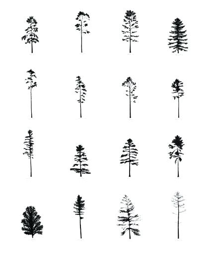 Pine Tree Drawings 429x523 Pine Tree Drawings
