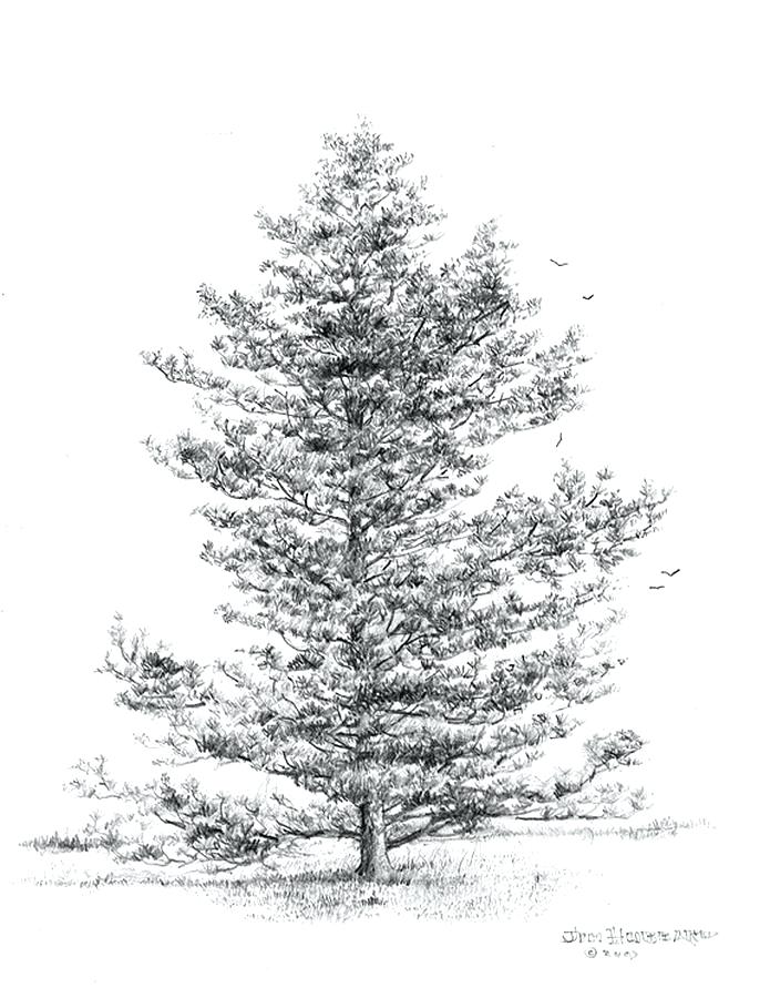 Pine Tree Drawings 695x900 Pine Tree Drawings