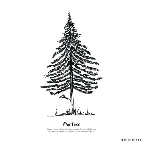 Pine Tree Line Vector at Vectorified.com | Collection of Pine Tree Line ...