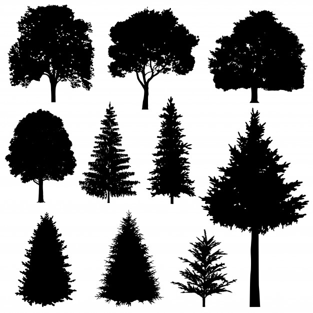 Pine Tree Vectors, Photos And Free Download 626x626 Pine Tree Vectors, Photos And Free Download