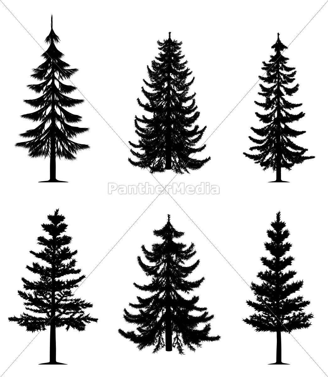 Pine Trees Collection 1045x1200 Pine Trees Collection