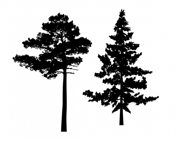 Silhouette Pine Tree Free Vector In Encapsulated Postscript. 