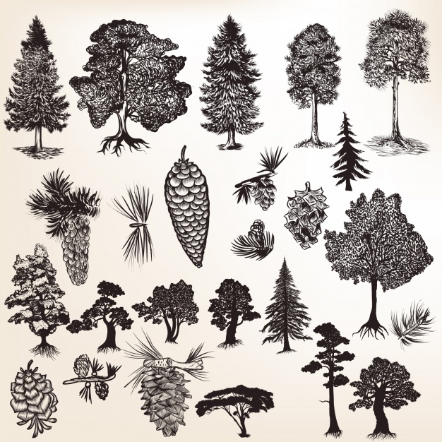 Collection Of Trees With Pinecones Vector Premium Download 626x626 Collection Of Trees With Pinecones Vector Premium Download