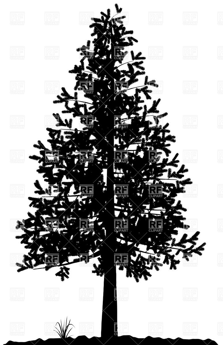 774x1200 Fir Tree Silhouette Vector Image Of Silhouettes, Outlines Boroda