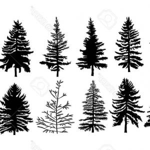 300x300 Pine Tree Outdoor Travel Green Silhouette Forest Vector Studiogrfx