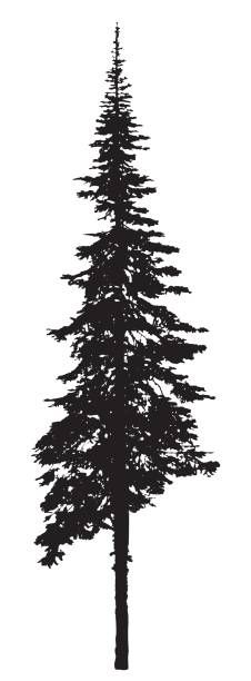 Download Pine Tree Silhouette Vector at Vectorified.com | Collection of Pine Tree Silhouette Vector free ...