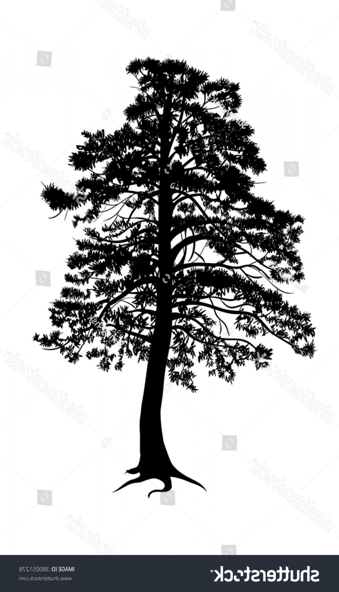1101x1920 Shutterstock Vector Pine Tree Silhouette Hoodamathrun