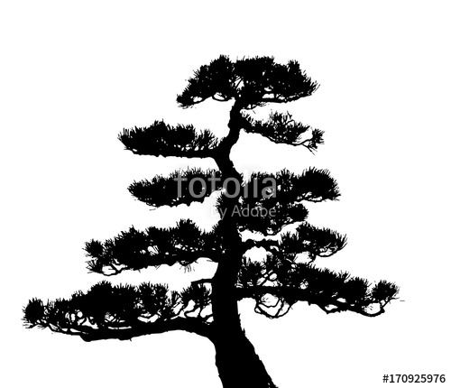 500x430 Pine Tree Silhouette Stock Image And Royalty Free Vector