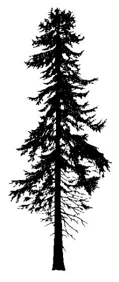 236x559 Ponderosa Pine Silhouette Tattoo Tree Tattoo Designs, Tree