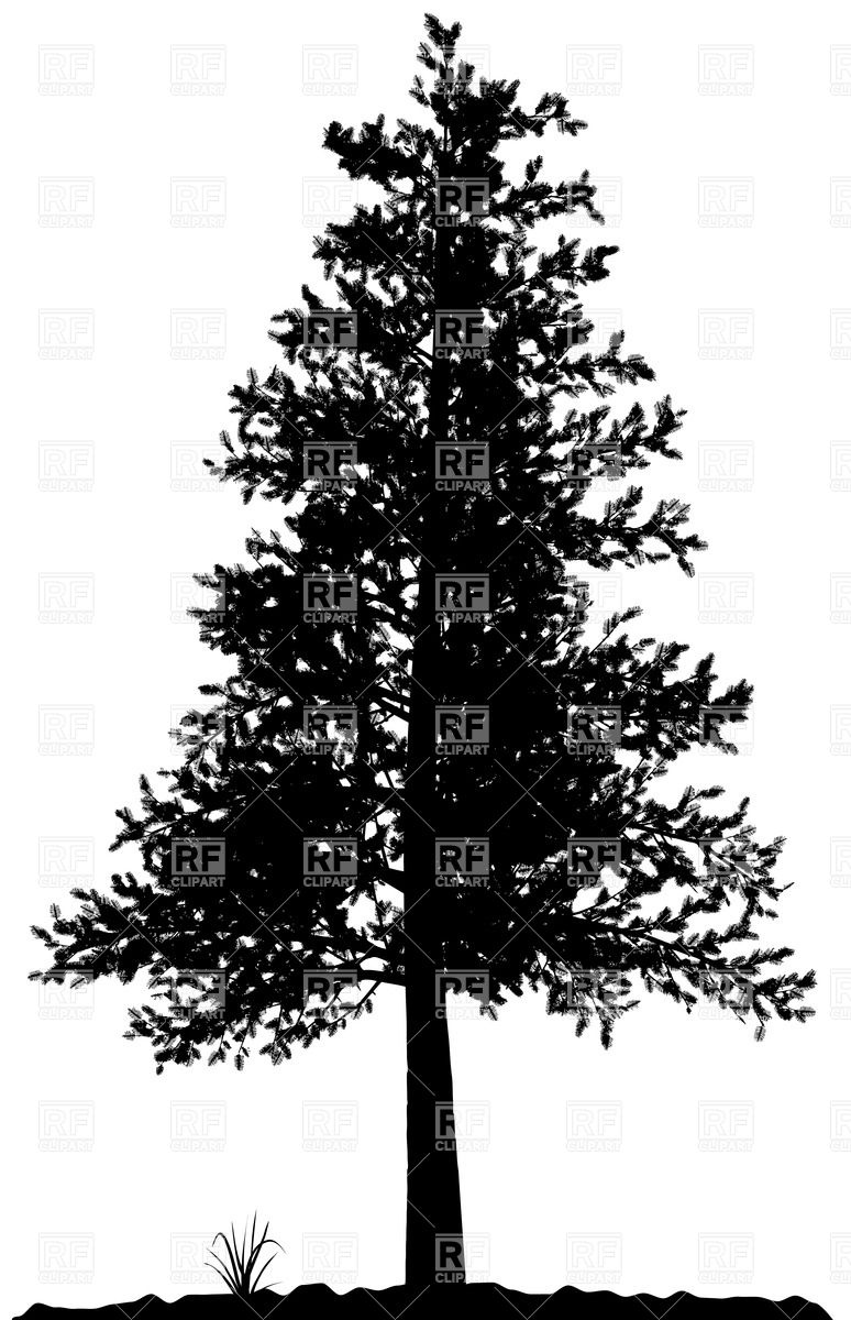 774x1200 High Detailed Pine Tree Silhouette On White Background Vector