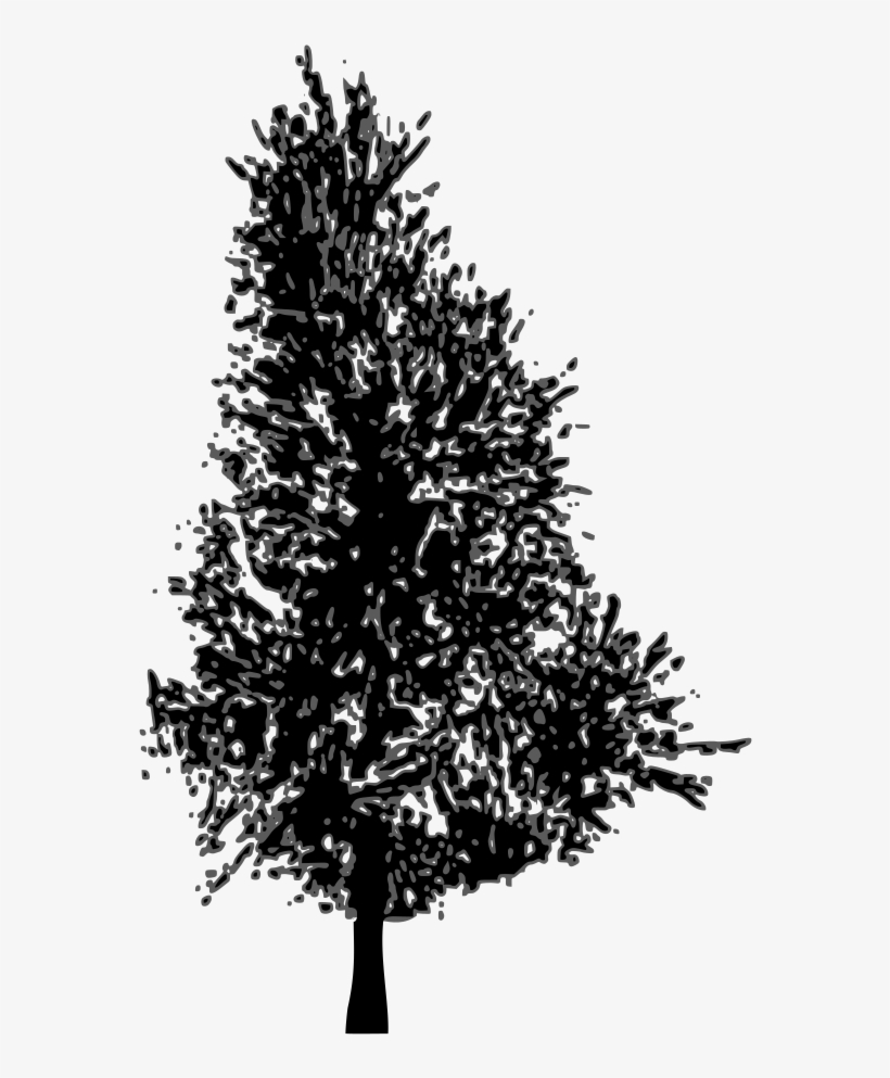 820x993 Pine Tree Vector