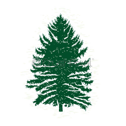 500x500 Silhouettes Of Green Pine Tree, Vector Illustration Vintage