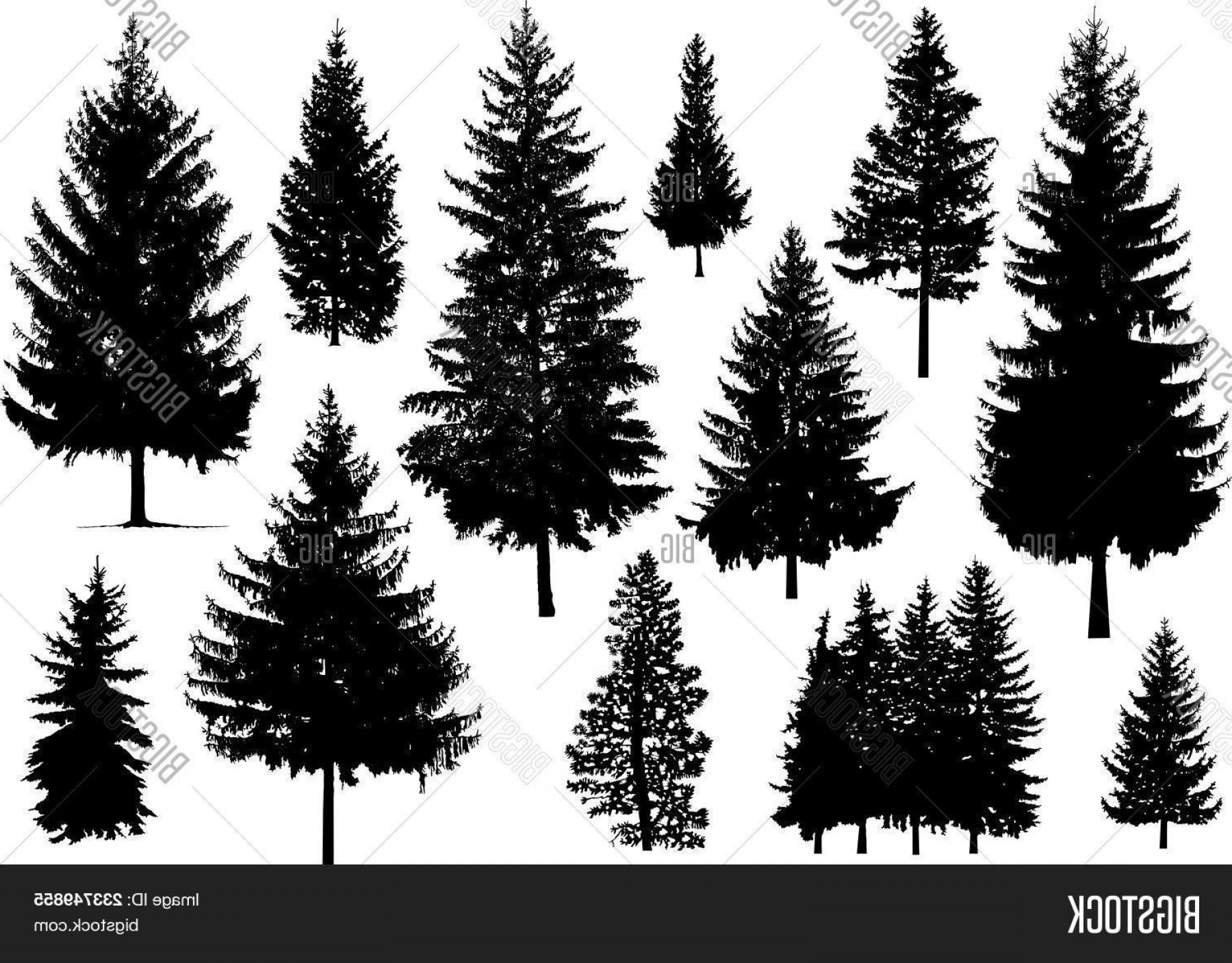 1800x1407 Stock Vector Set Silhouette Of Pine Trees Icon Emblem Studiogrfx