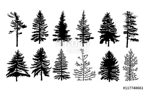 500x315 Vector Set Silhouette Of Different Canadian Pine Trees Conifer