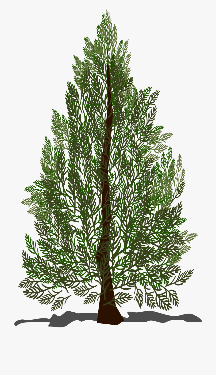 Pine Tree Vector Free Library 920x1592 Pine Tree Vector Free Library