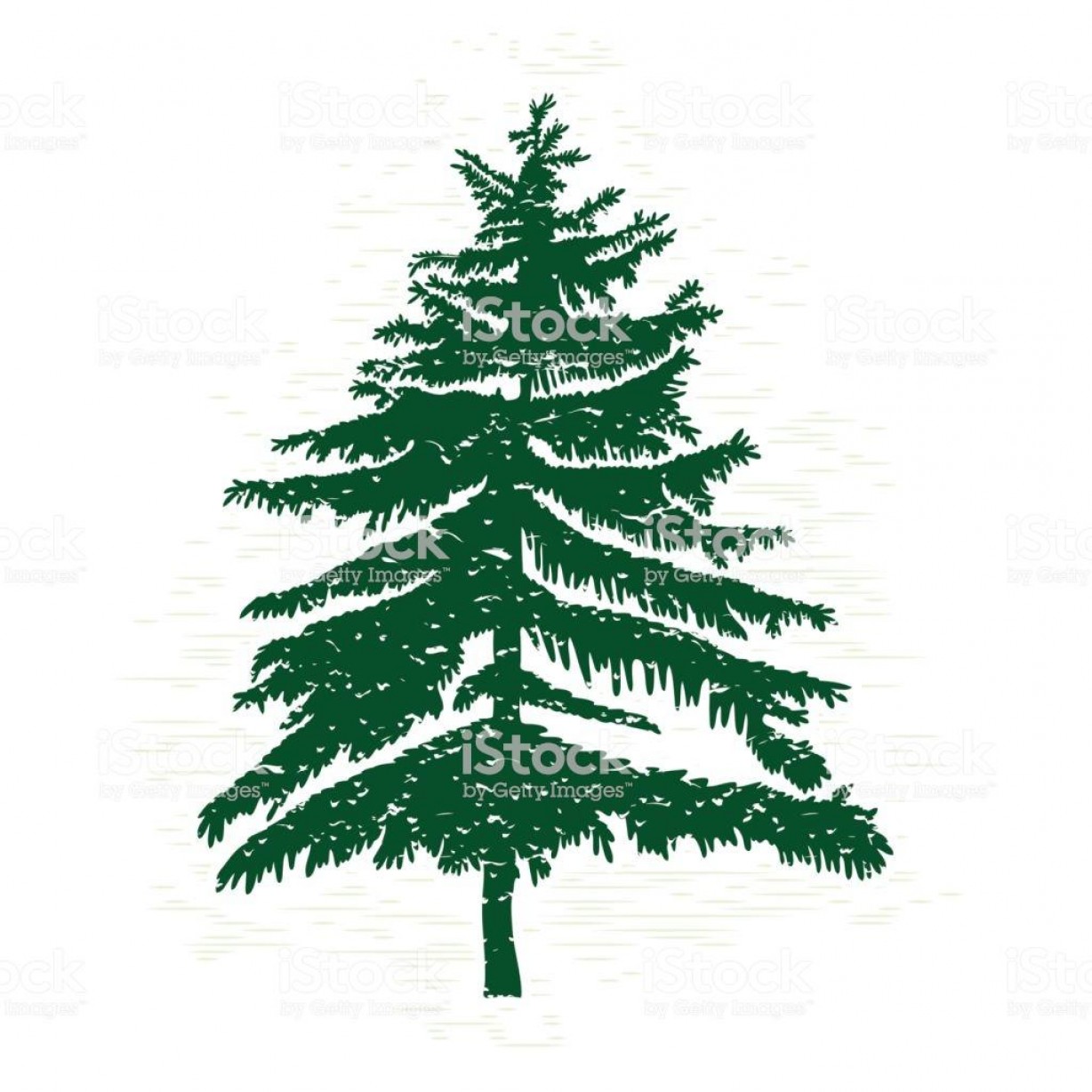Best Pine Tree Vector Art Image Lamaison 1228x1228 Best Pine Tree Vector Art Image Lamaison
