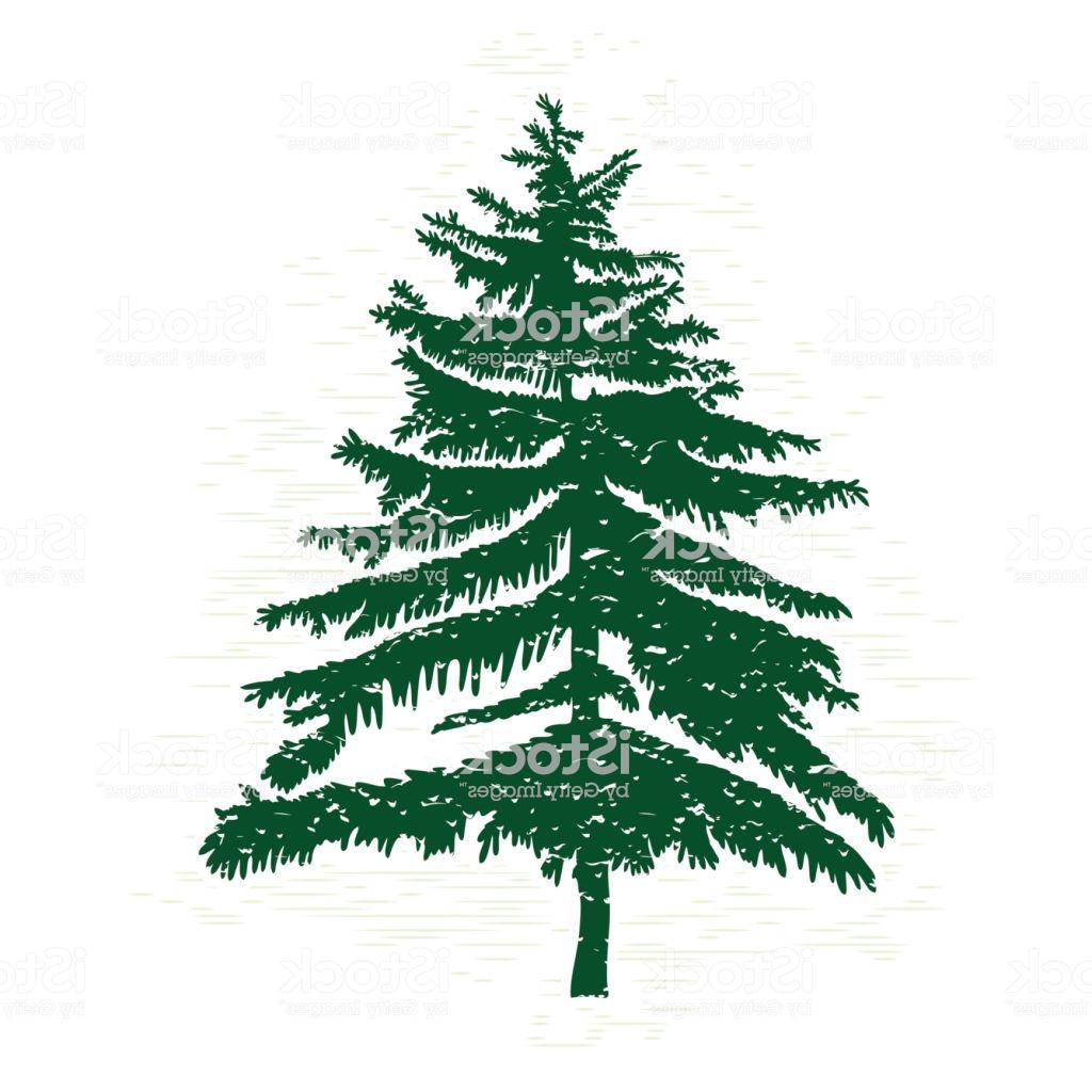 Pine Tree Vector Art
 Pine Tree Vector Art at Vectorified