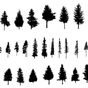 Pine Tree Silhouette Png Transparent Vol Soidergi 300x300 Pine Tree Silhouette Png Transparent Vol Soidergi