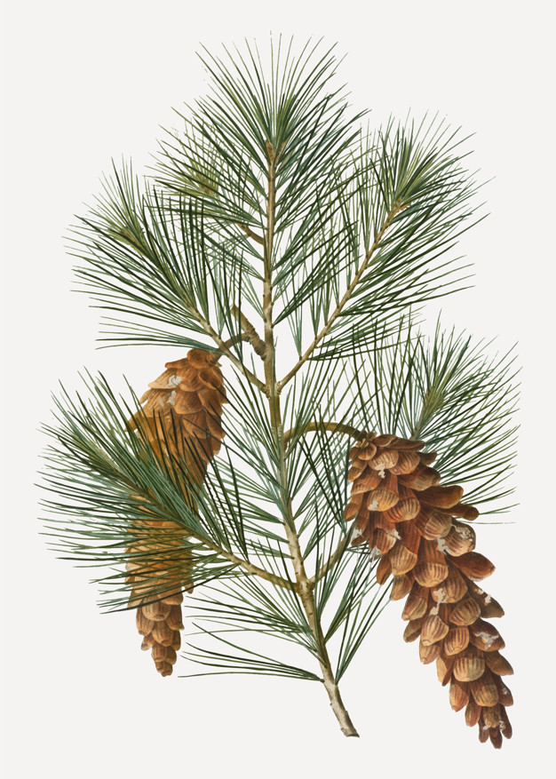 White Pine Tree Vector Free Download 626x877 White Pine Tree Vector Free Download